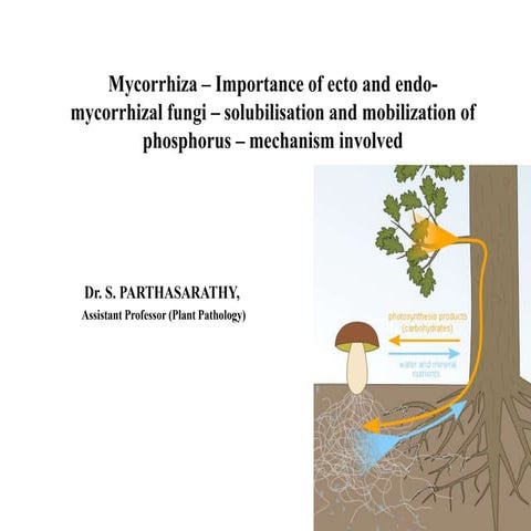 Mycorrhizae