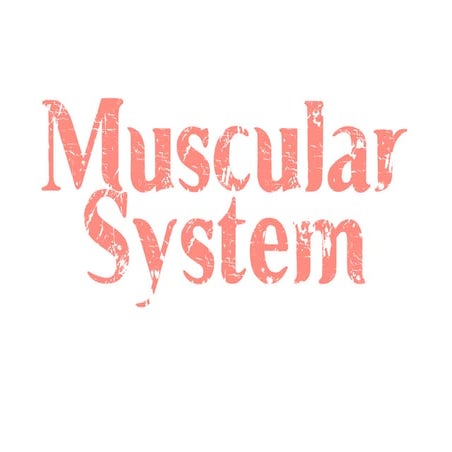 Muscular System 