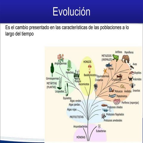 4.1 Evolución