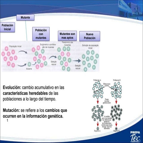 14. evolución resumido em17