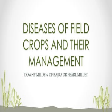 DOWNY MILDEW OF BAJRA