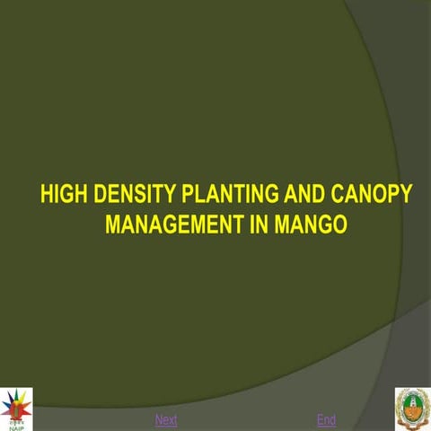 14. High density planting and canopy managment in mango_0.ppt