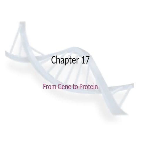 14. transcription and translation slideshow