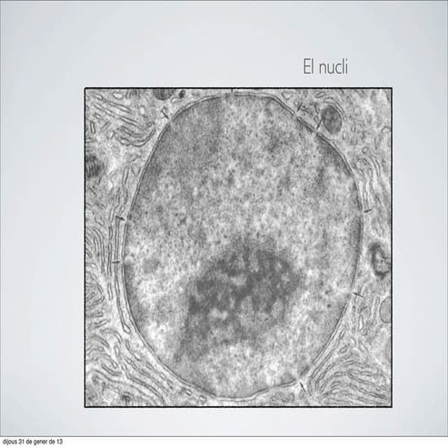 50. El nucli cel·lular