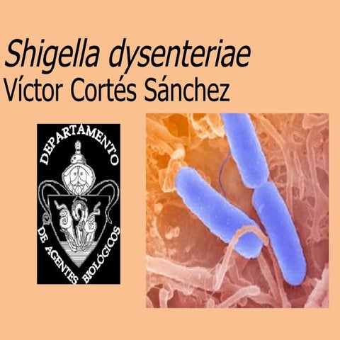 14.  Shigella dysenterae