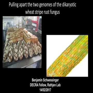 Pulling apart the two genomes of the dikaryotic wheat stripe rust fungus