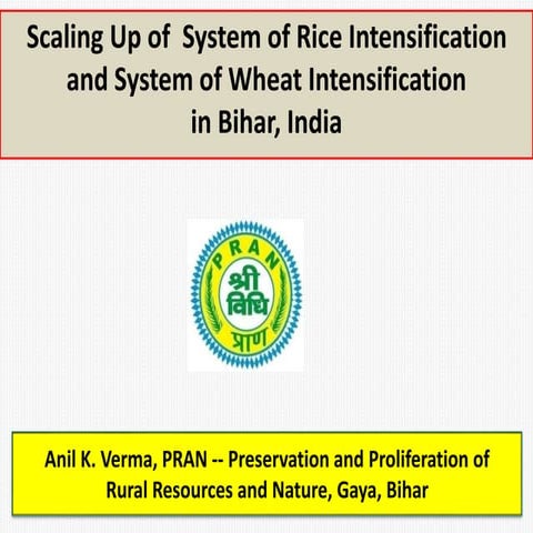 1405  scaling up system of rice intensificaiton and swi in bihar, india