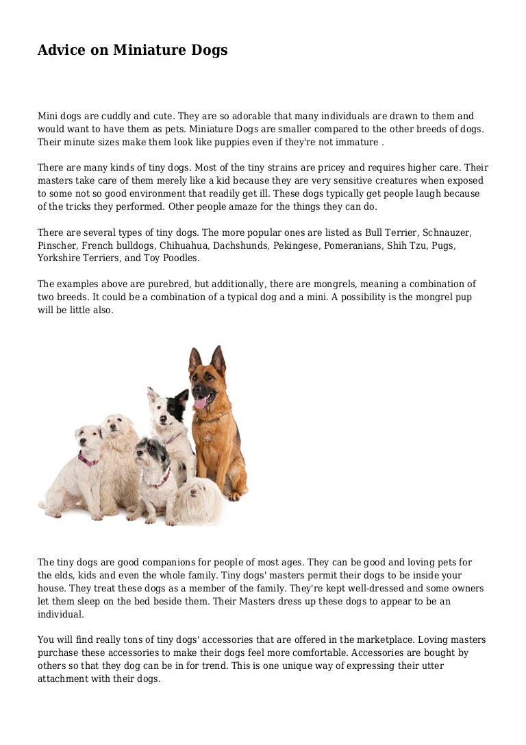 mini dog accessories