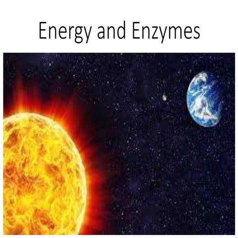 1306 energy and enzymes