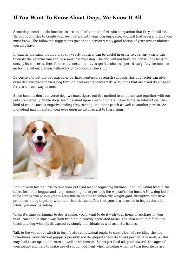 converse with dogs on them