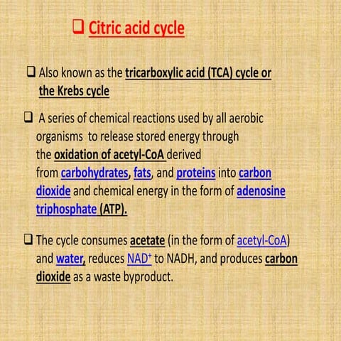 citric acid cycle -overview and process to know about
