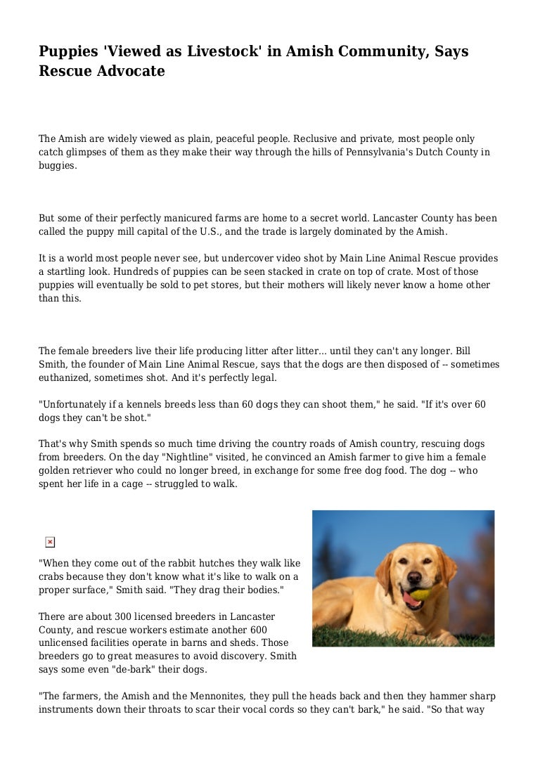 amish golden retriever breeders