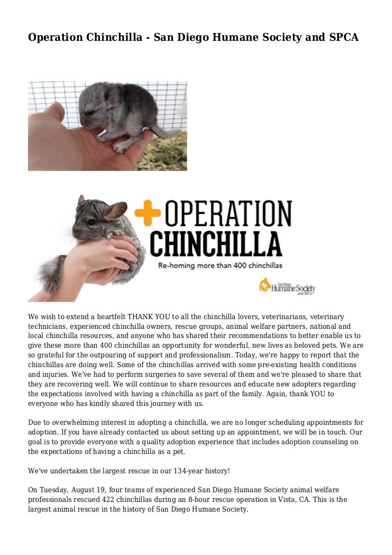 spca chinchilla