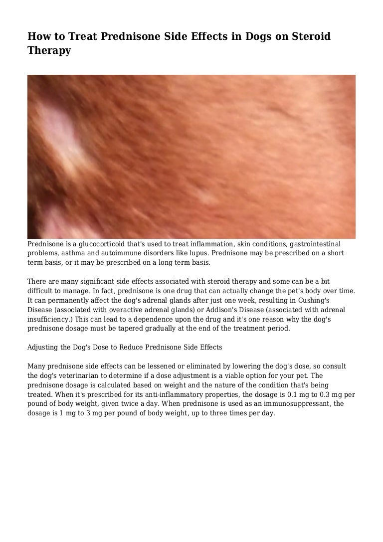 How To Treat Prednisone Side Effects In Dogs On Steroid Therapy