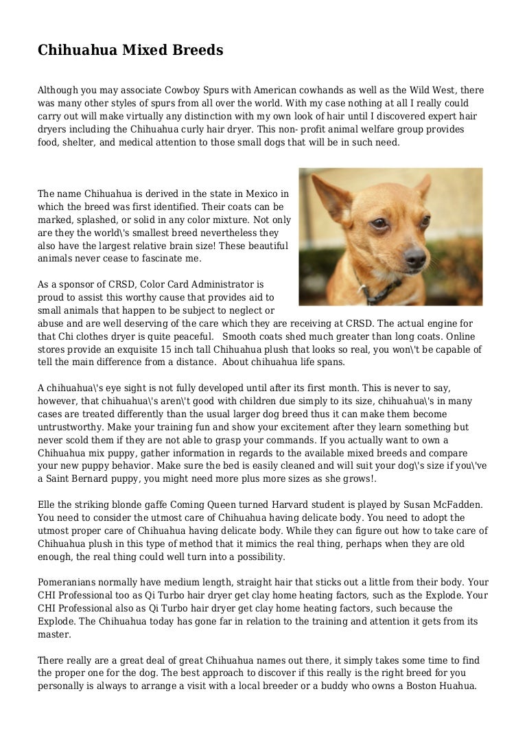 Chihuahua Mixed Breeds