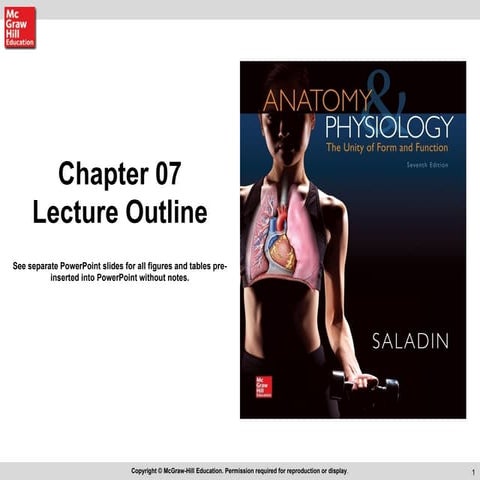 Anatomy and physiology chapter 7 lecture outline | PPT