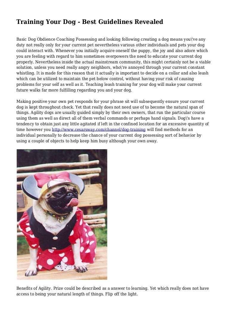 Training Your Dog Best Guidelines Revealed