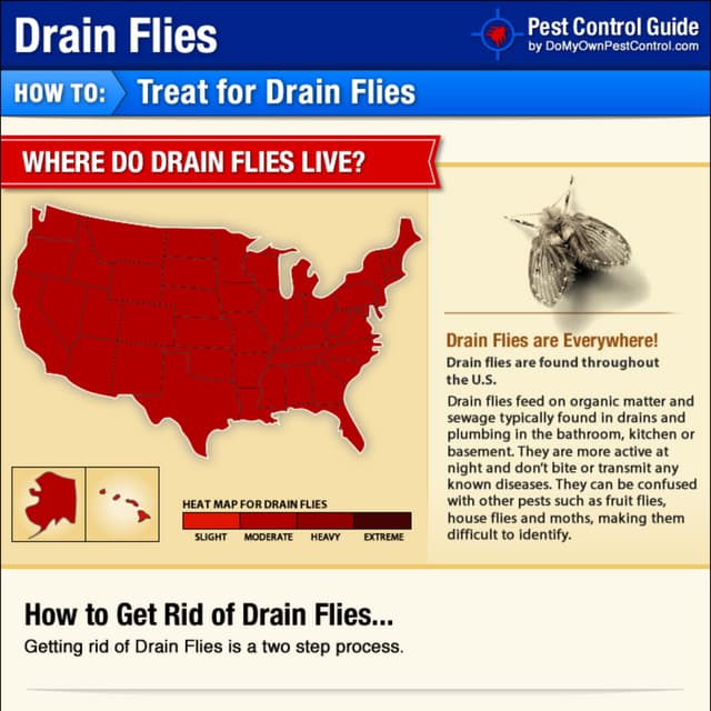 How to Get Rid of Drain Flies PDF