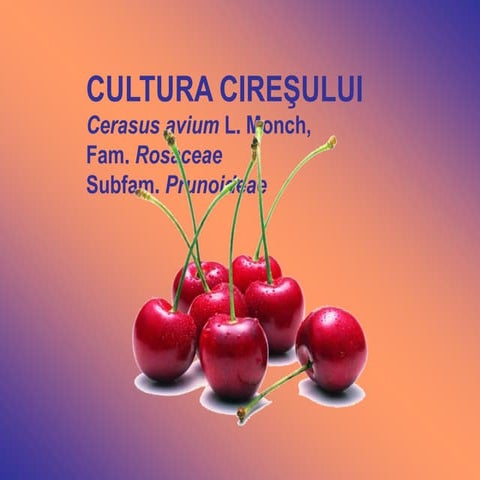 144491869-Cultura-Ciresului.pdf