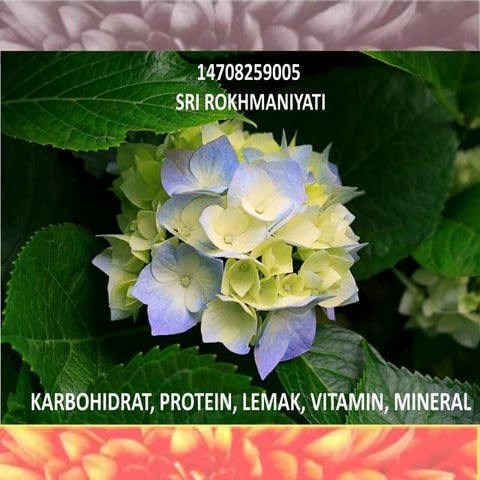 14708259005 karbohidrat, protein, lemak, vitamin, mineral