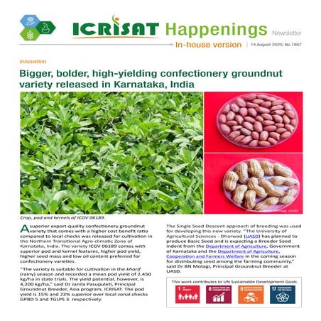 Bigger, bolder, high-yielding confectionery groundnut variety released in Kar...