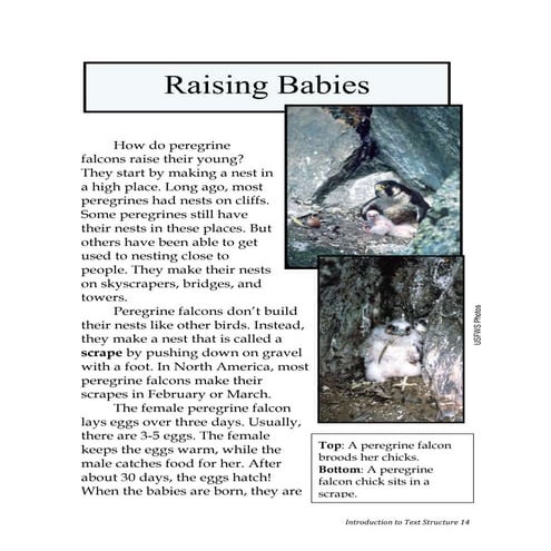 Peregrine Falcon Chronological Order