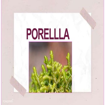 Porella : features, morphology, anatomy, reproduction etc.