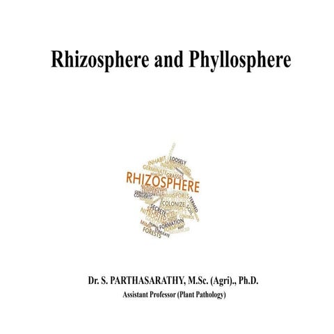 Rhizosphere vs phyllosphere