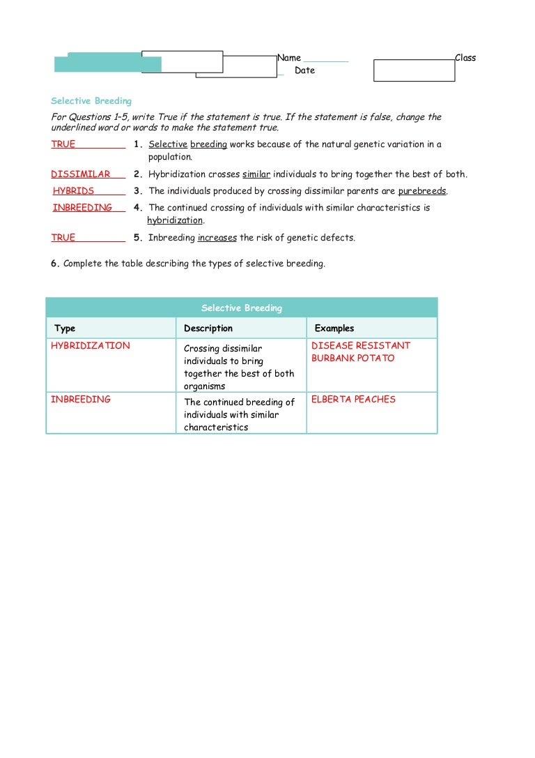 Artificial Selection And Selective Breeding Worksheet Answer Key