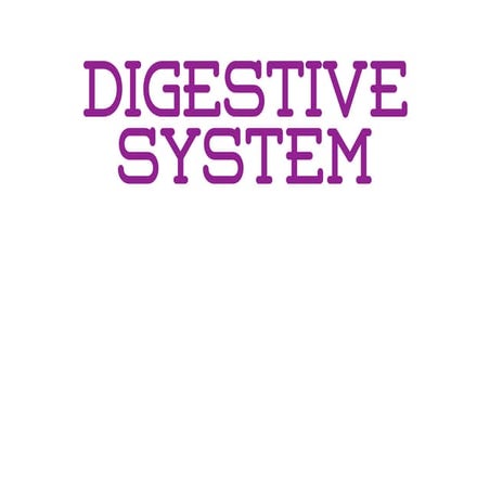 Digestive System 