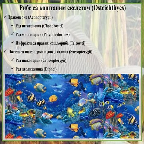 15. Kosljoribe | PPTX