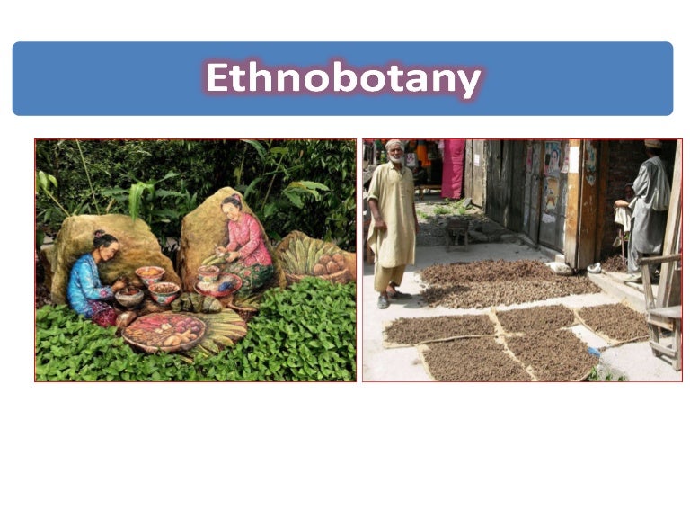 Ethnobotany