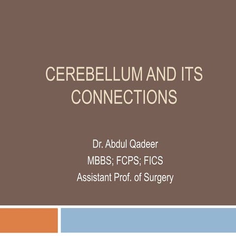 Cerebellum and its connections