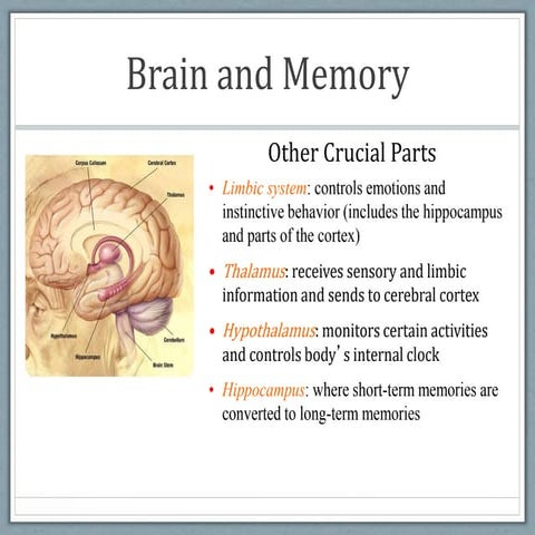 Cerebral Cortex Functions: Intelligence, Memory, and Language ...