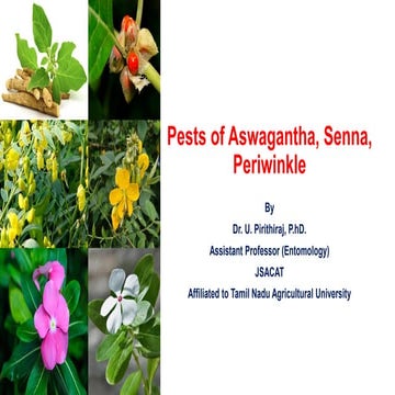 Pests of jatropha_Bionomics_identification_Dr.UPR.pdf