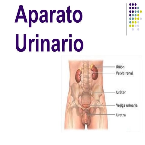 15. Aparato Urinario ( DT). Presentación