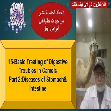15-Basic Treating of Digestive Troubles in Camels Part 2  Diseases of Stomach...