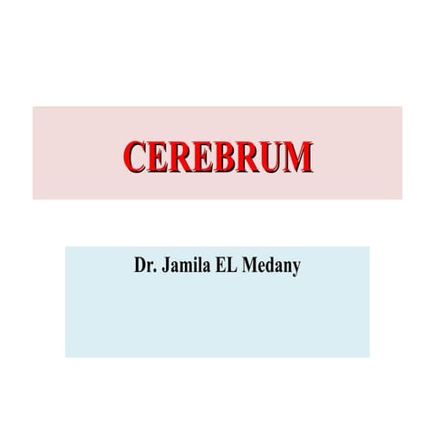 CEREBRUM seminar anatomy mbbs curriculum