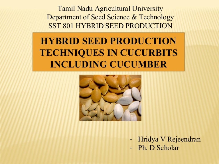cucurbits seed production