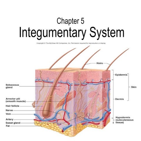 Integument | PPT