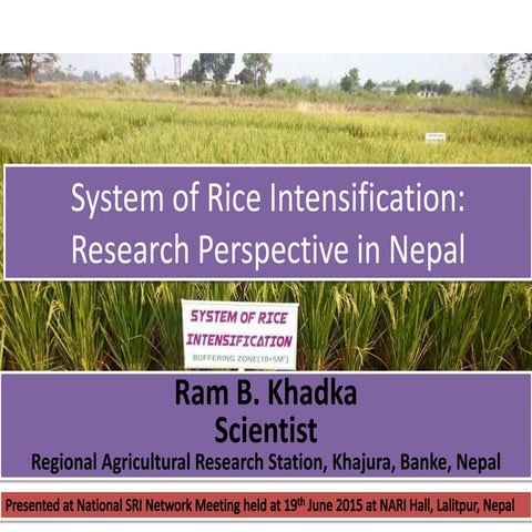 1501 -  System of Rice Intensification Research Perspective in Nepal