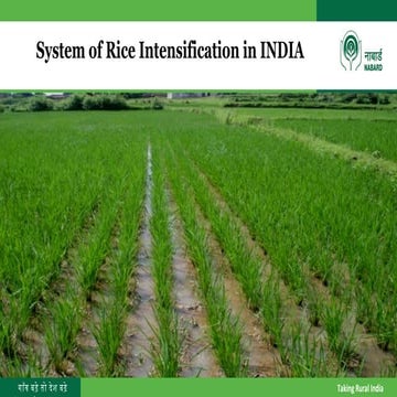 1424 - System of Rice Intensification Research - A Review | PDF