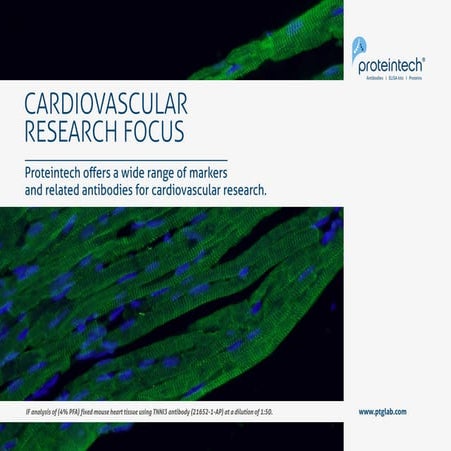 Cardiovascular Research Focus by Proteintech