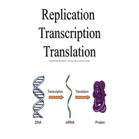 Replication  Transcription Translation of DNA and RNA