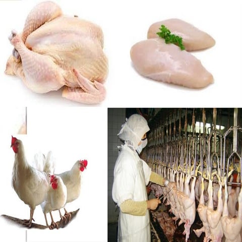 Processing of poultry | PPT