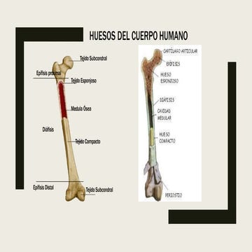 presentación Anatomía del cuerpo humano parte 1.ppt