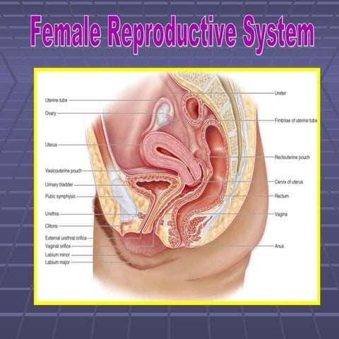 15745481 female-reproductive-system
