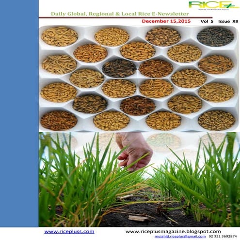 15 th december,2015 daily global regional,local rice e newsletter by riceplus...