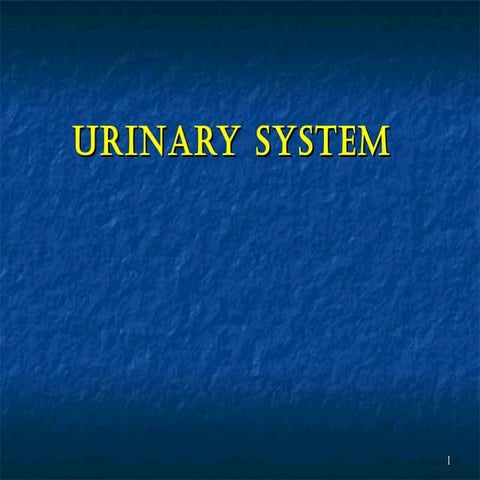 16. urinary system