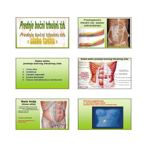 Lumbar triangle(Petit’s triangle) and it’s anatomical characteristics ...
